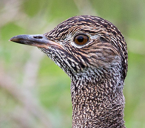Southern Black Korhaan female